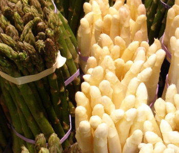 Photo /photos/actualites/photo-l-asperge--un-vrai-carburant--203.png